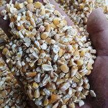 常年大量出售碎玉米、碎小麦、等各种小麦玉米下脚料