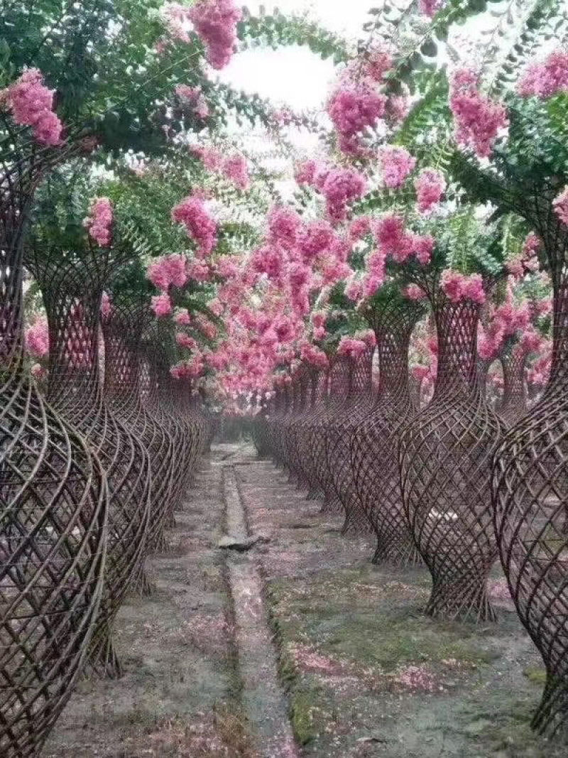 紫薇花瓶，百日红紫薇花瓶