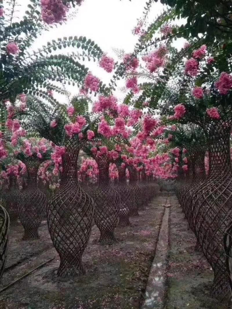 紫薇花瓶，百日红紫薇花瓶