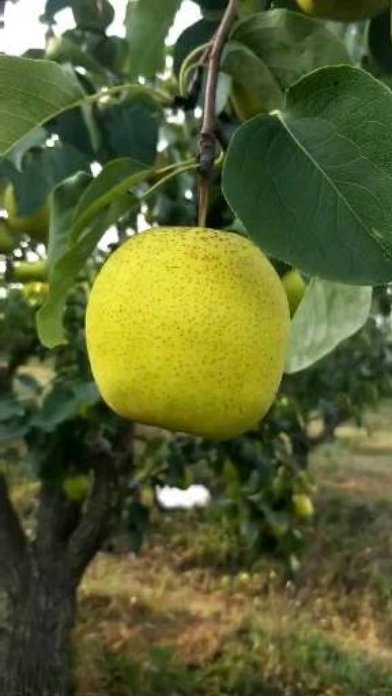 静海精品雪花梨大量上市