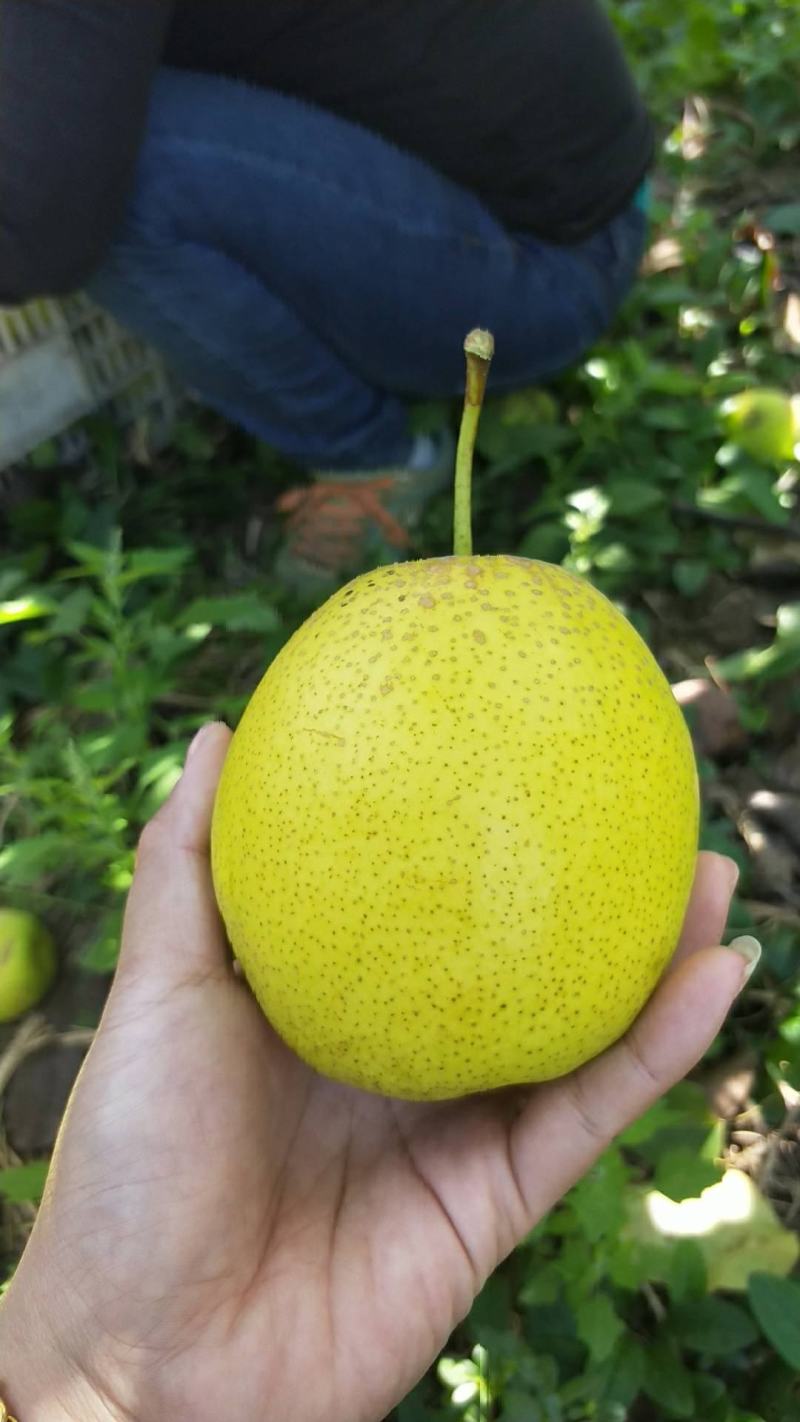 静海精品雪花梨大量上市