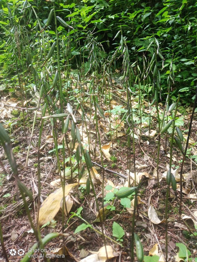 毛慈菇，自己种的毛慈菇，看上的联系