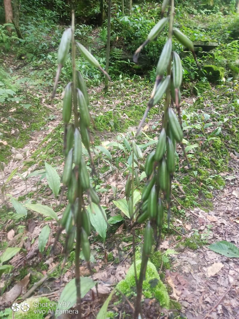 毛慈菇，自己种的毛慈菇，看上的联系