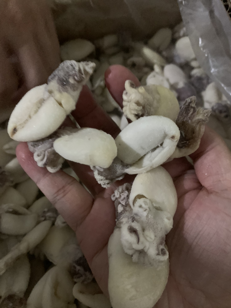 北海厂家直供单冻次品墨鱼仔、适合食堂、饭店、量大价优。