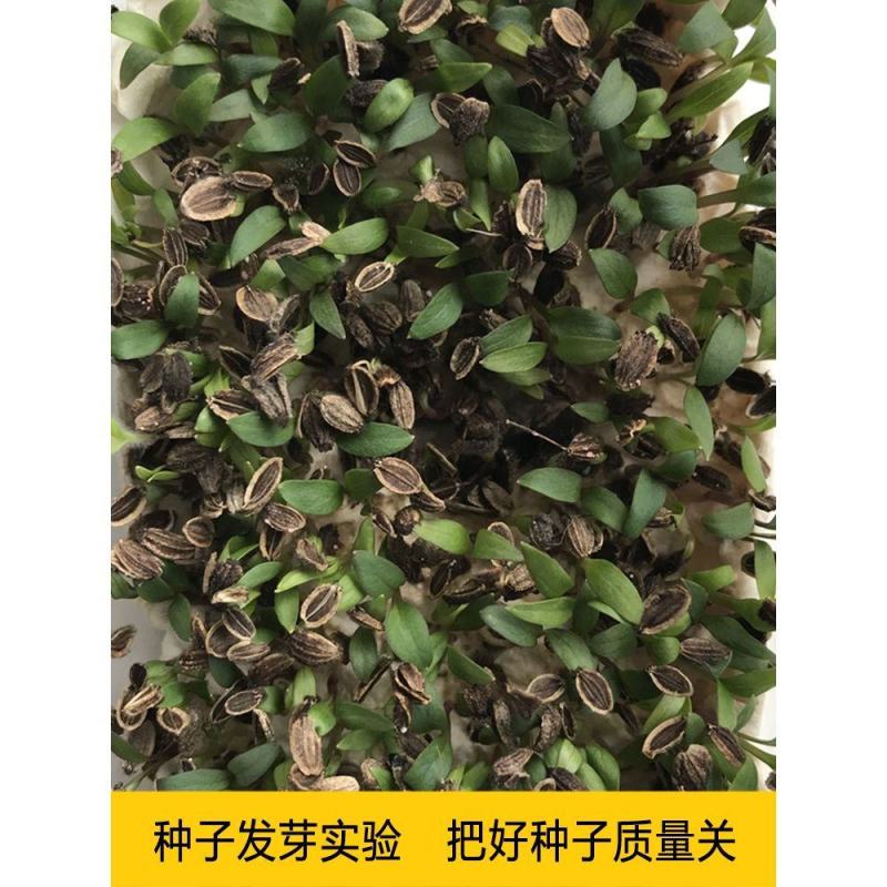 关防风种子防风种子中药材防风籽防风种苗包邮基地包发芽正品