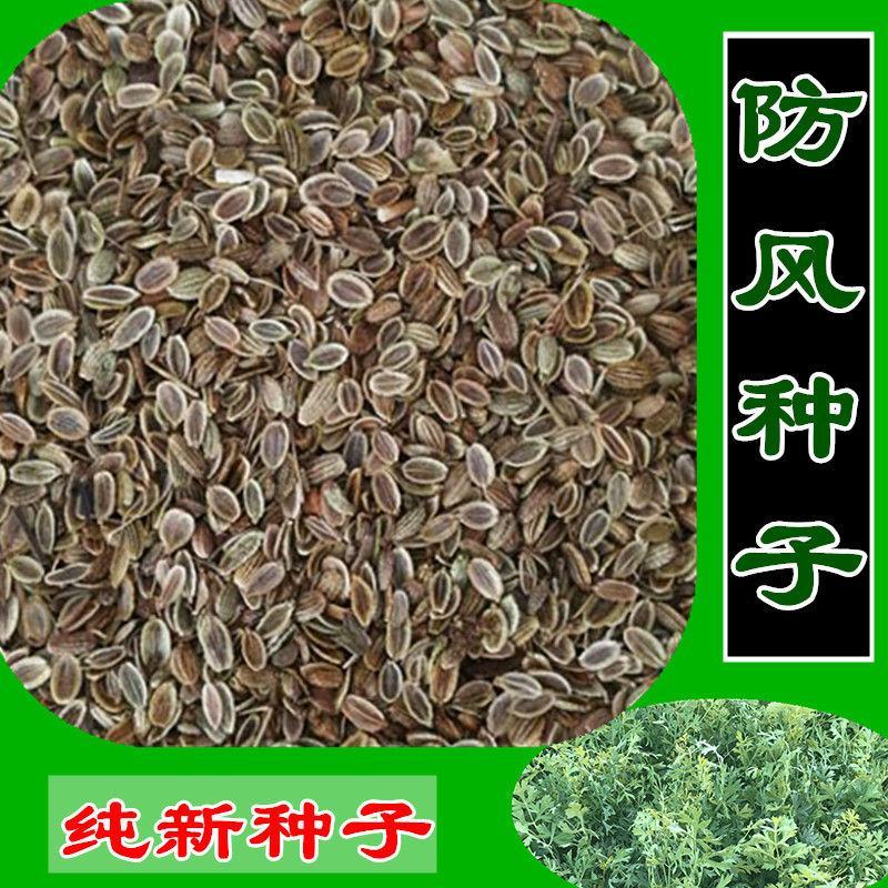 关防风种子防风种子中药材防风籽防风种苗包邮基地包发芽正品