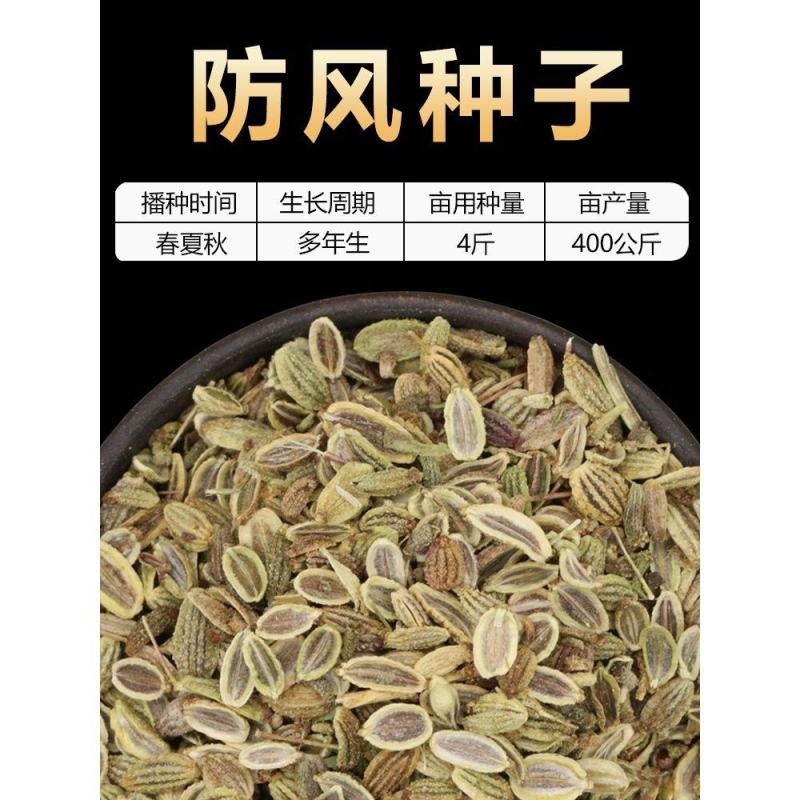 关防风种子防风种子中药材防风籽防风种苗包邮基地包发芽正品