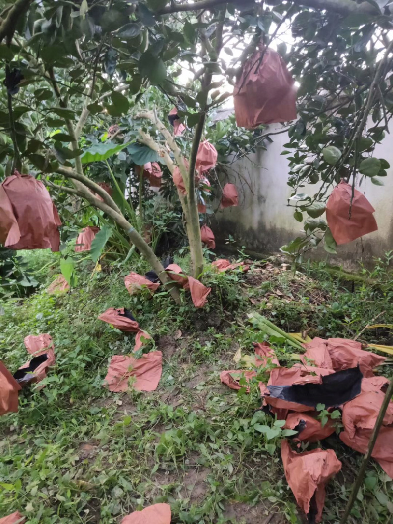 云南德宏芒市水晶柚子