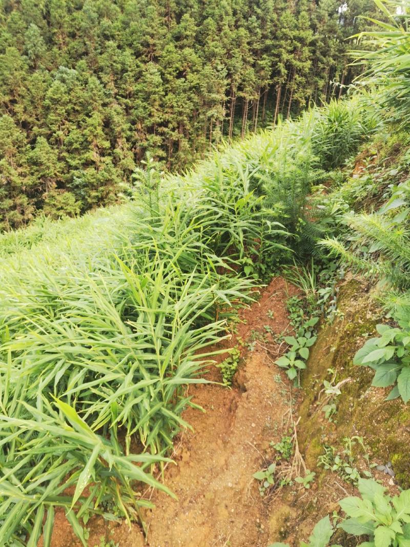 广东连山福堂大肉姜！够香辣山地姜颜色漂亮！