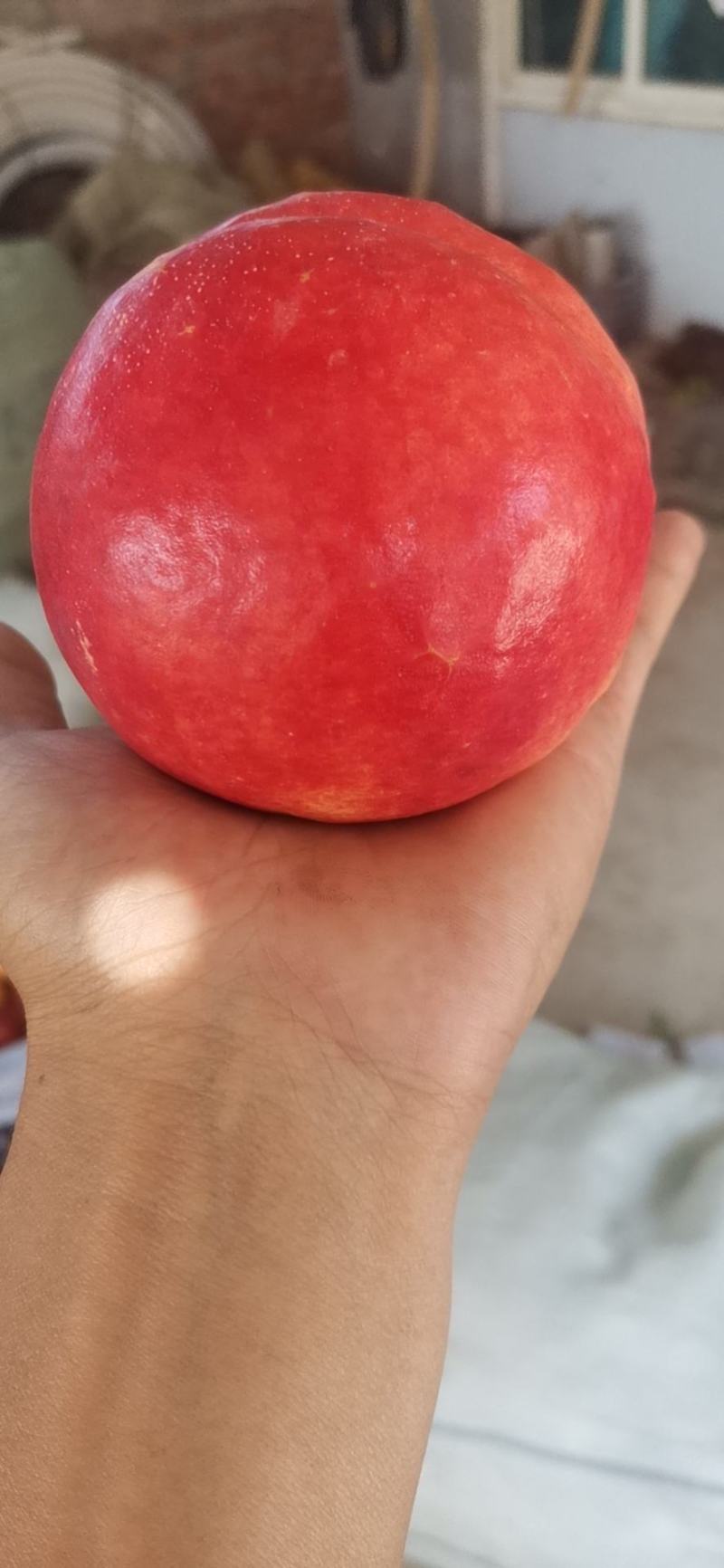 大连大量出售红油八，产地直销，