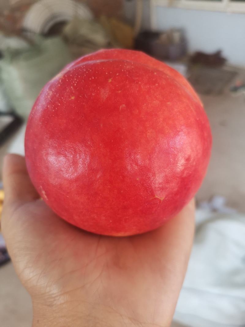 大连大量出售红油八，产地直销，