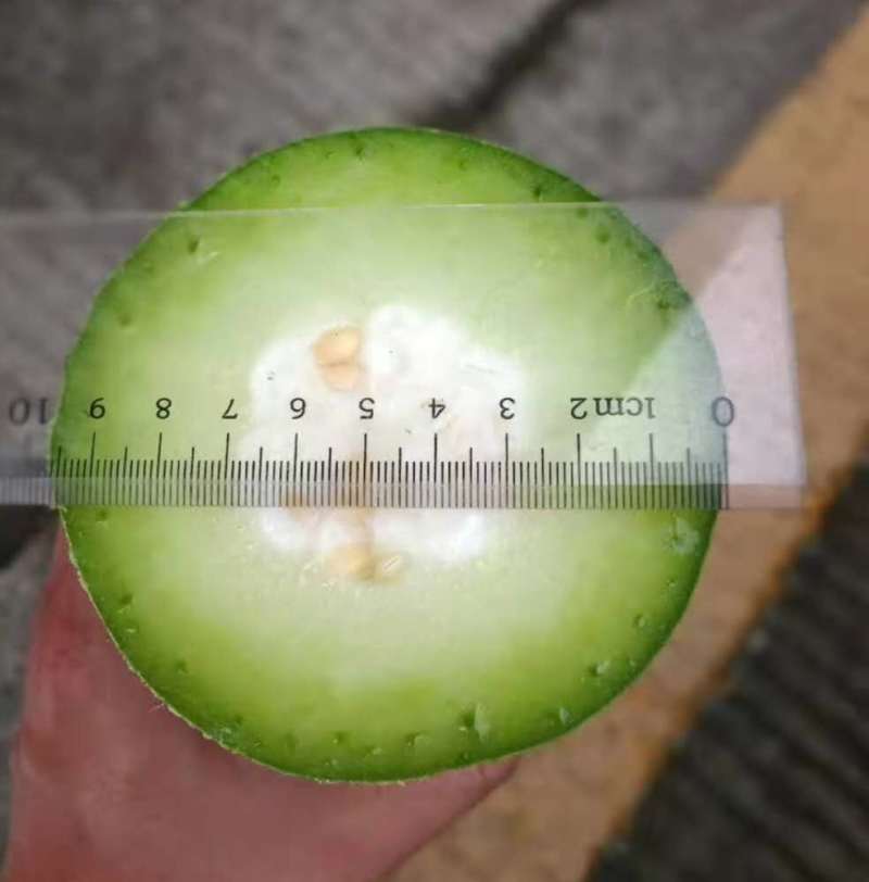 青玉987甜节瓜毛节瓜种子极早熟无蜡粉果实商品性好