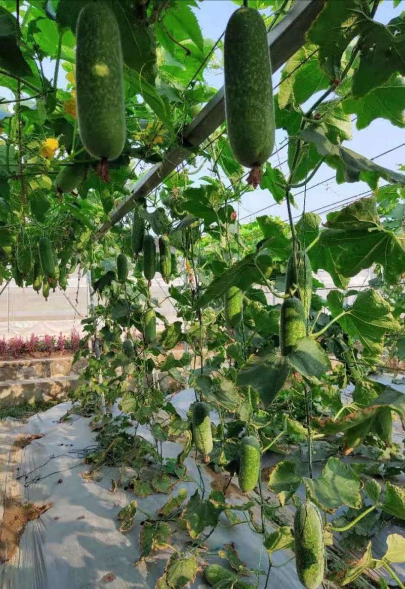 青玉987甜节瓜毛节瓜种子极早熟无蜡粉果实商品性好