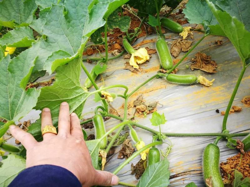 青玉987甜节瓜毛节瓜种子极早熟无蜡粉果实商品性好
