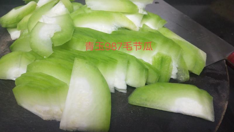 青玉987甜节瓜毛节瓜种子极早熟无蜡粉果实商品性好