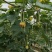 青玉987甜节瓜毛节瓜种子极早熟无蜡粉果实商品性好