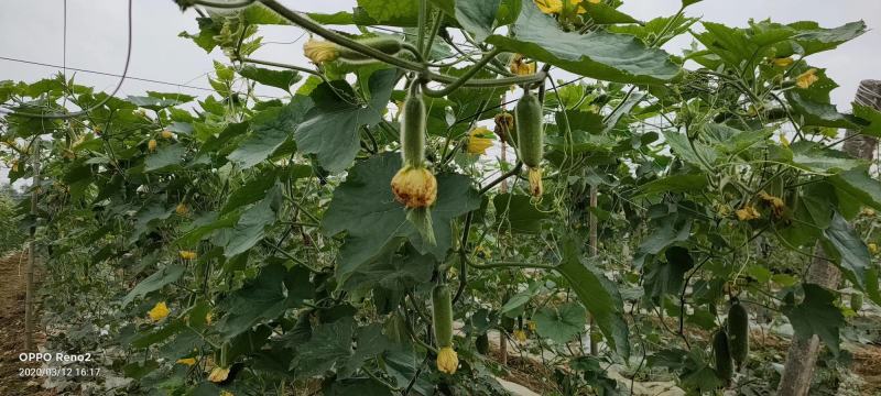 青玉987甜节瓜毛节瓜种子极早熟无蜡粉果实商品性好