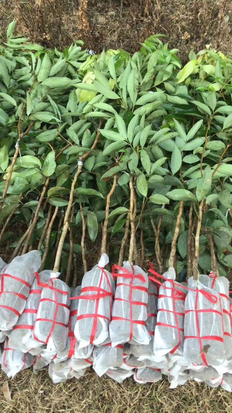 无核荔枝苗妃子笑荔枝苗打土球营养杯苗只做正品