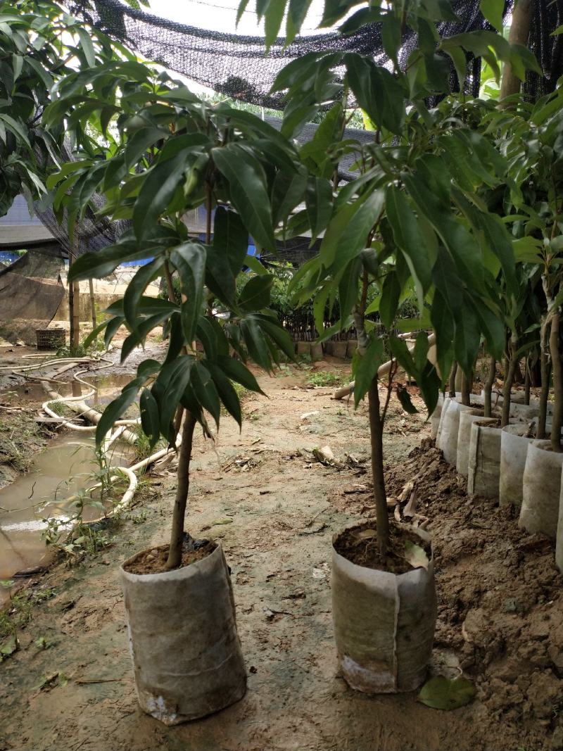 无核荔枝苗妃子笑荔枝苗打土球营养杯苗只做正品