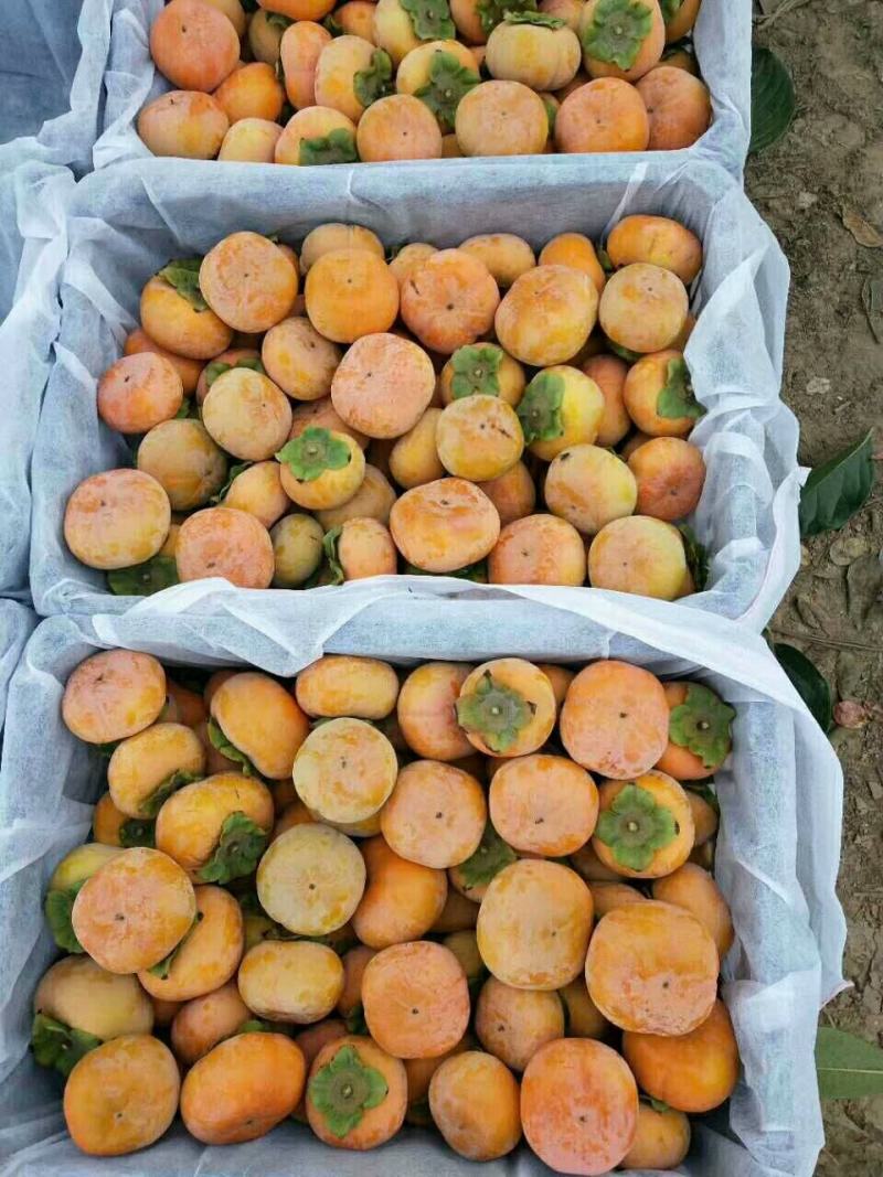脆甜柿子价格甜柿子产地柿子基地