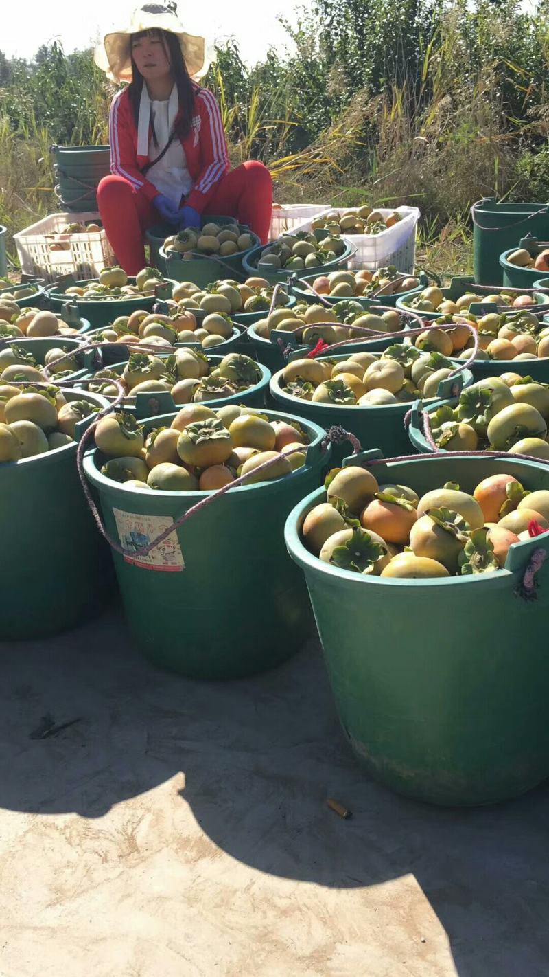 脆甜柿子价格甜柿子产地柿子基地