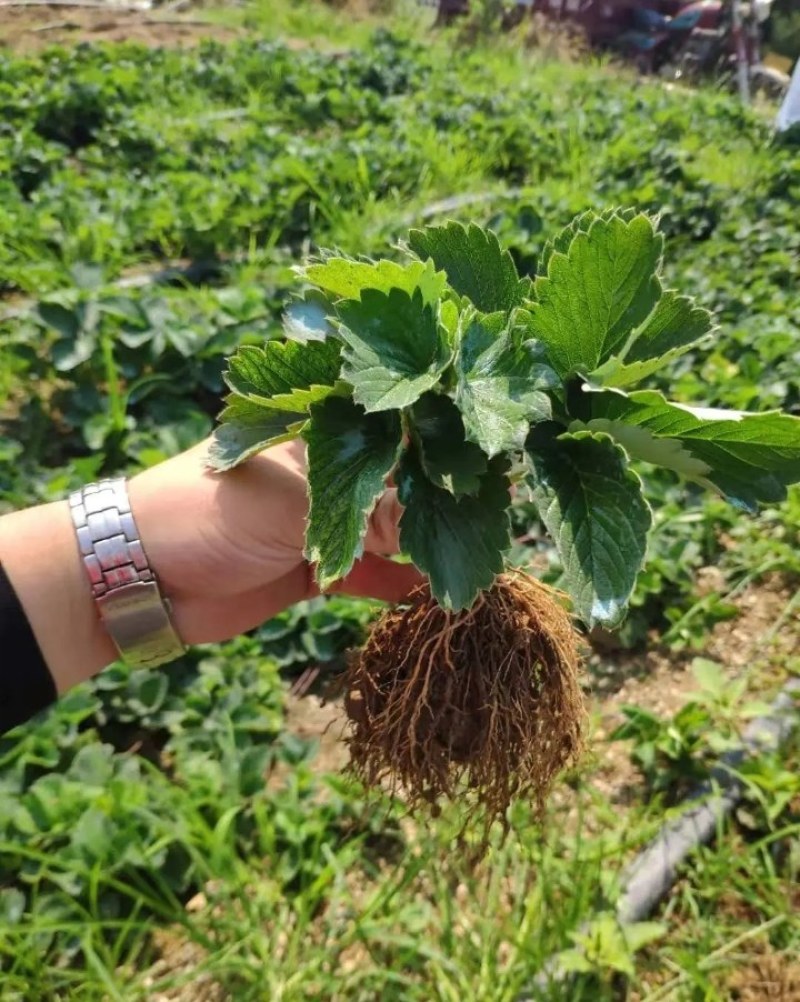 精选奶油草莓苗自家苗圃育苗26年保证质量保湿发货