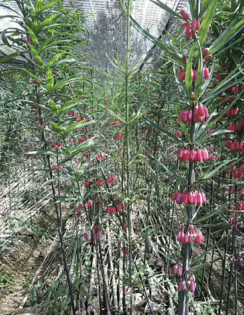 云南红花滇黄精节节高多花种子黄精净籽去壳黄精净籽