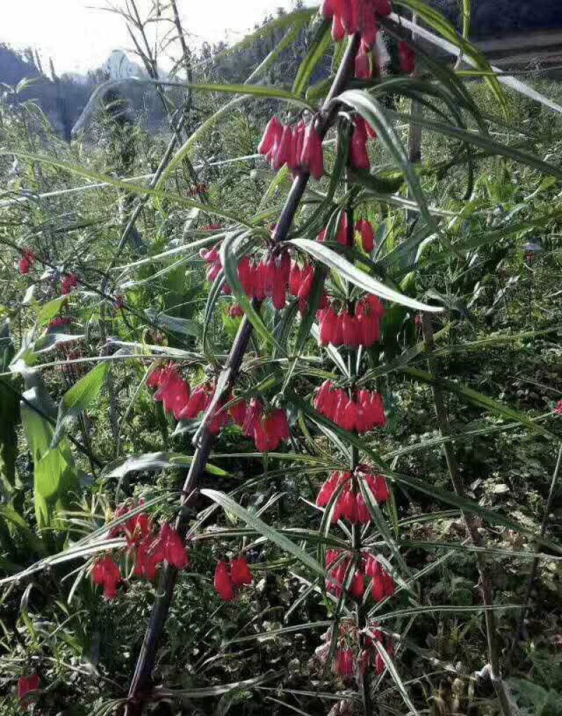 云南红花滇黄精节节高多花种子黄精净籽去壳黄精净籽