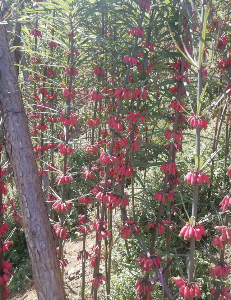 云南红花滇黄精节节高多花种子黄精净籽去壳黄精净籽