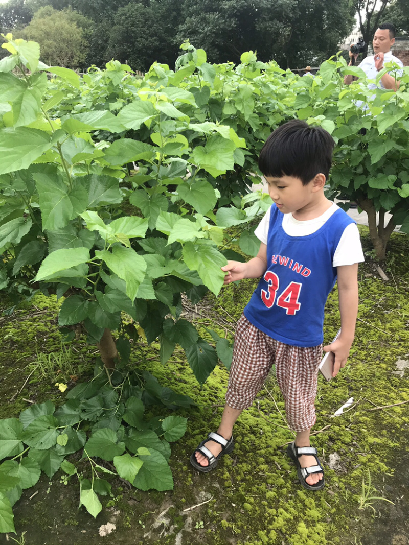 果桑苗台湾72c果树苗桑果苗桑葚苗四季种植