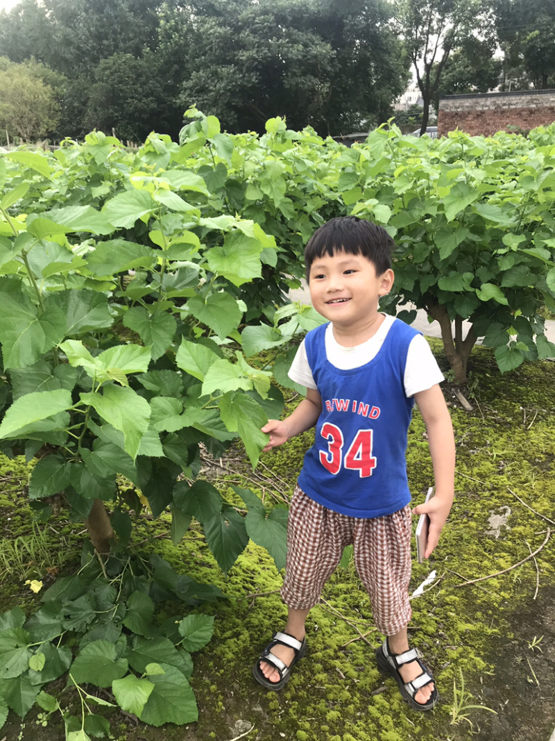 农桑14号四季桑树苗强桑1号养蚕桑树苗高蛋白桑苗