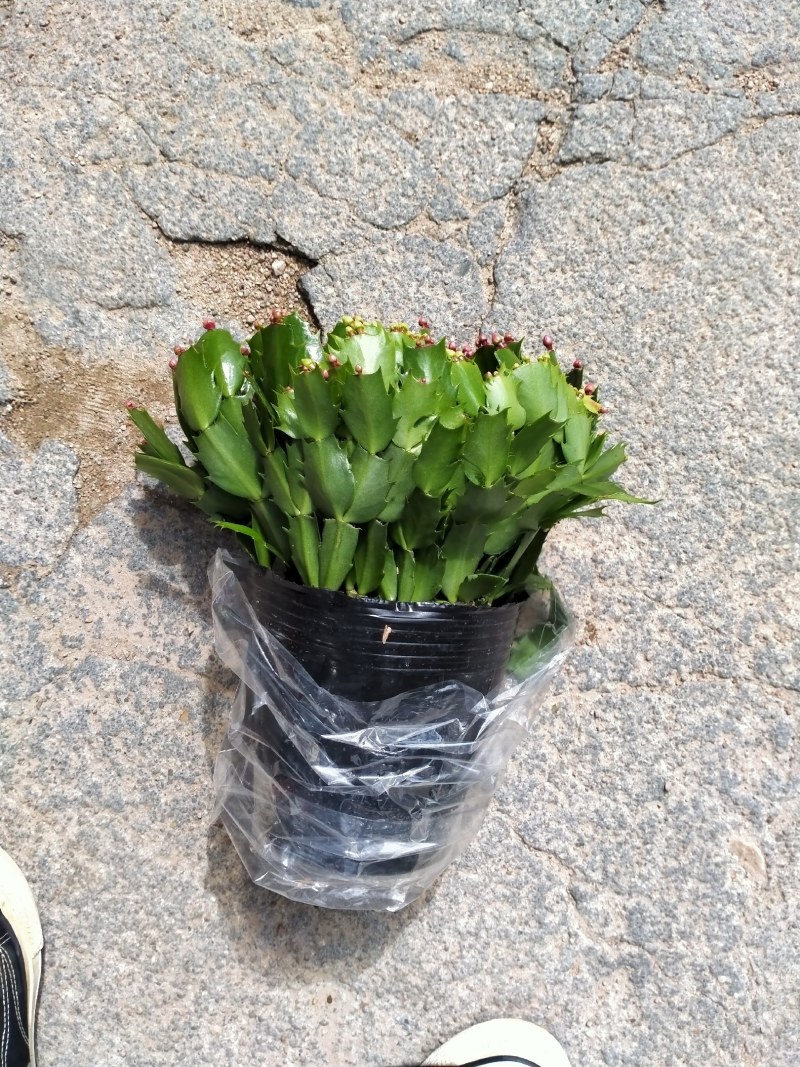 18杯蟹爪兰基地直销原装带土发货大量有货精挑细选