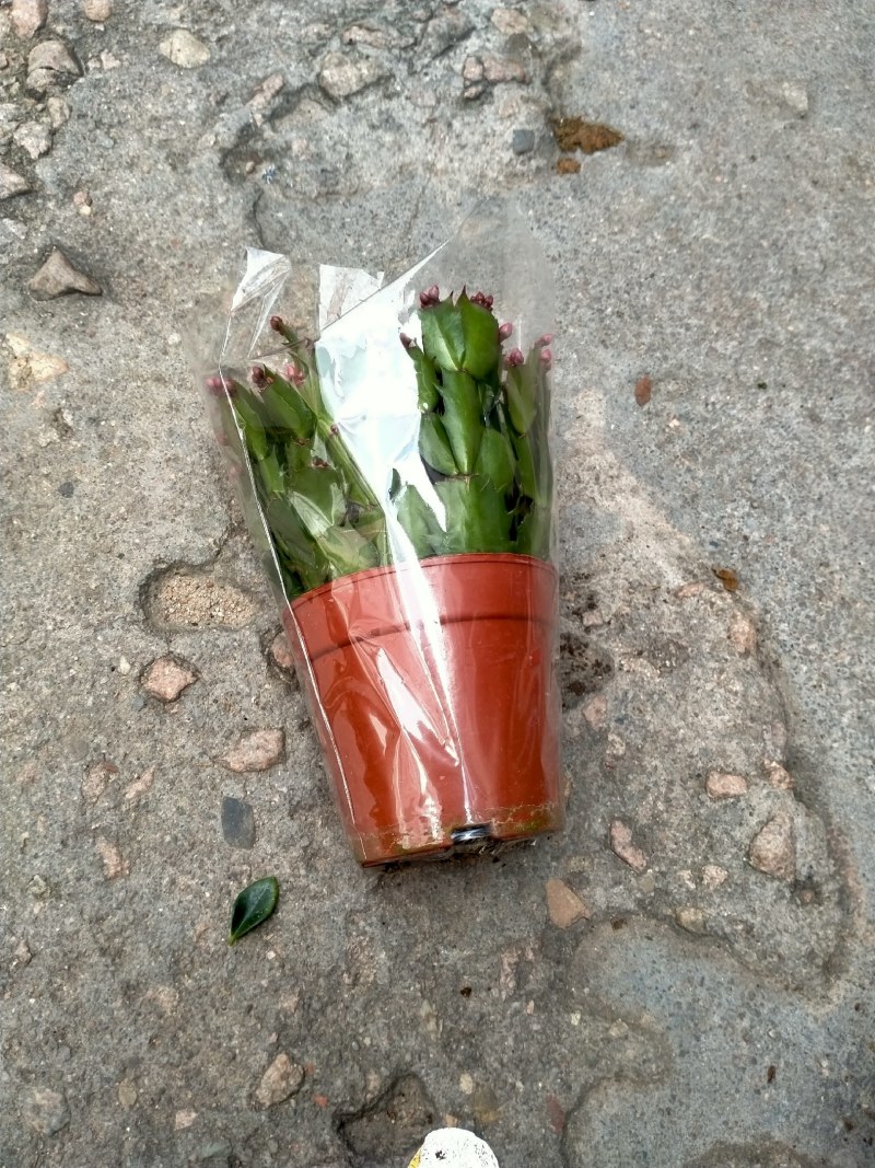 18杯蟹爪兰基地直销原装带土发货大量有货精挑细选