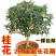 桂花树苗盆栽客厅庭院四季开花浓香型盆景室内外绿植花卉好养