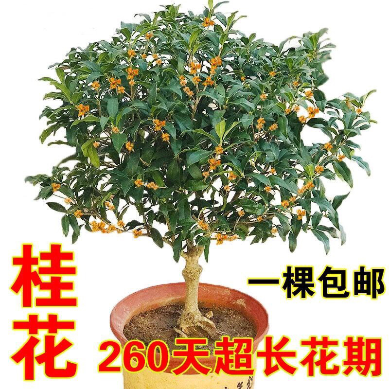 桂花树苗盆栽客厅庭院四季开花浓香型盆景室内外绿植花卉好养