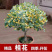 桂花树苗盆栽客厅庭院四季开花浓香型盆景室内外绿植花卉好养