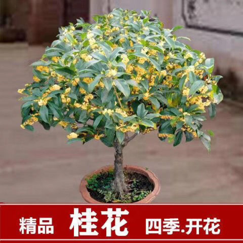 桂花树苗盆栽客厅庭院四季开花浓香型盆景室内外绿植花卉好养