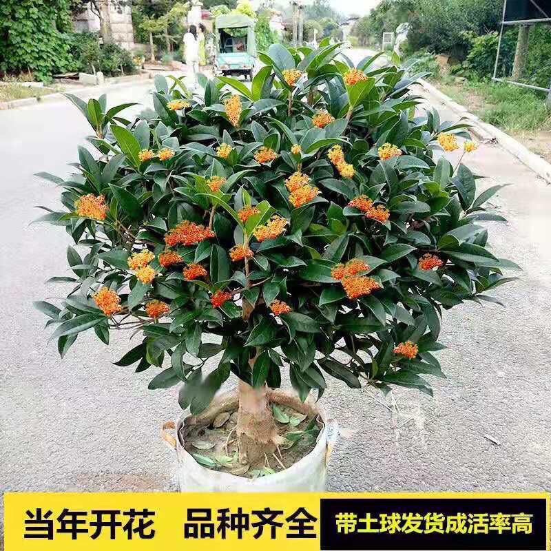 桂花树苗盆栽客厅庭院四季开花浓香型盆景室内外绿植花卉好养