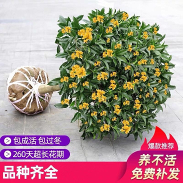 桂花树苗盆栽客厅庭院四季开花浓香型盆景室内外绿植花卉好养