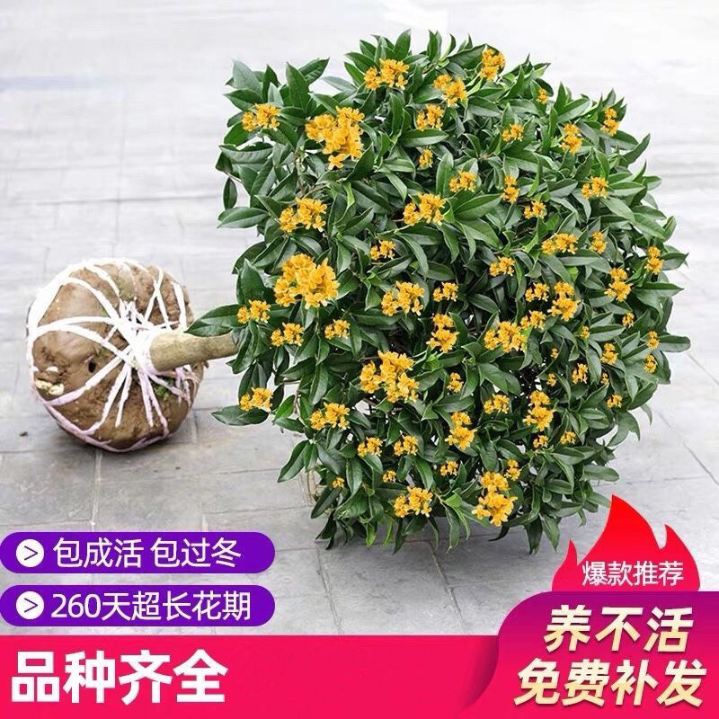桂花树苗盆栽客厅庭院四季开花浓香型盆景室内外绿植花卉好养