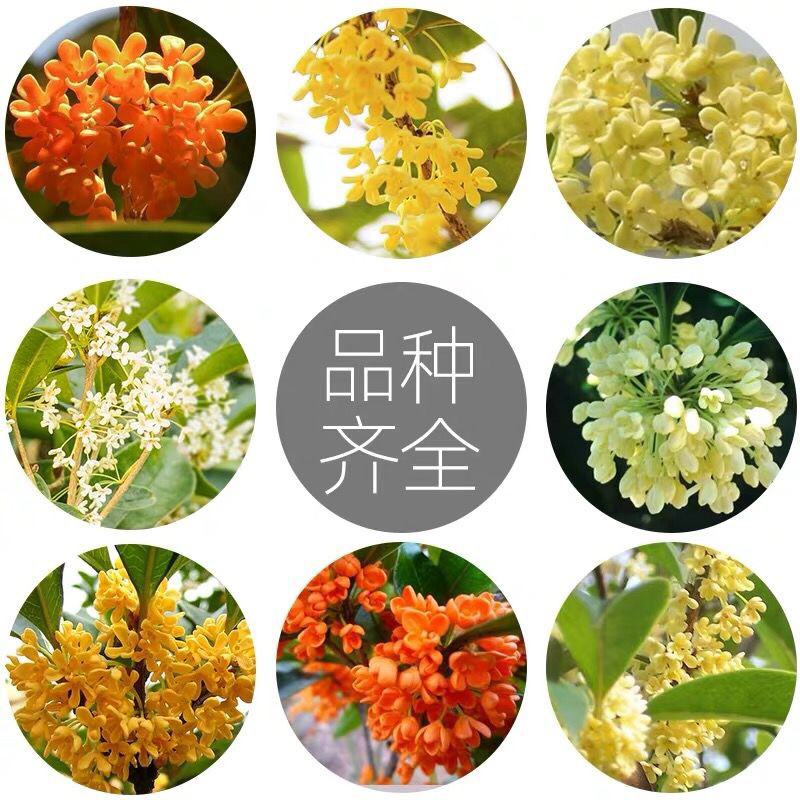 桂花树苗盆栽客厅庭院四季开花浓香型盆景室内外绿植花卉好养