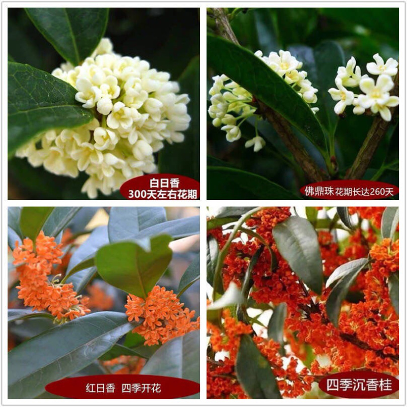 桂花树苗盆栽客厅庭院四季开花浓香型盆景室内外绿植花卉好养