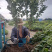 新品种无核冰糖李子苗南北方种植现挖苗当年结果