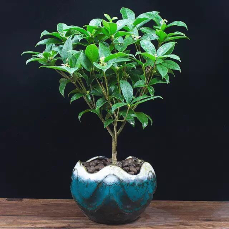 桂花树苗盆栽客厅庭院四季开花浓香型盆景室内外绿植花卉好养