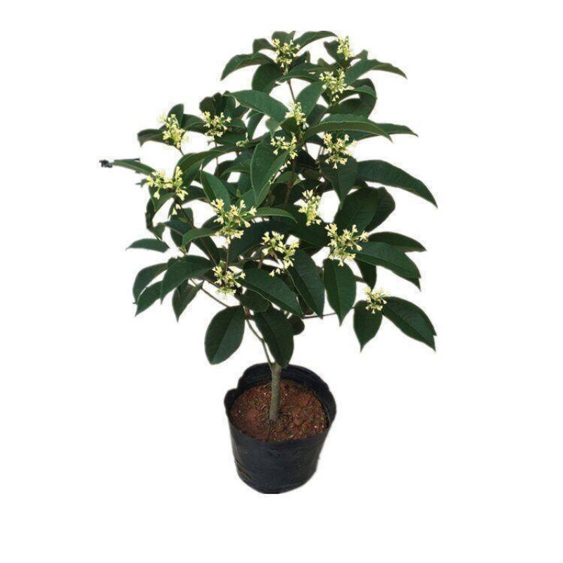 桂花树苗盆栽客厅庭院四季开花浓香型盆景室内外绿植花卉好养