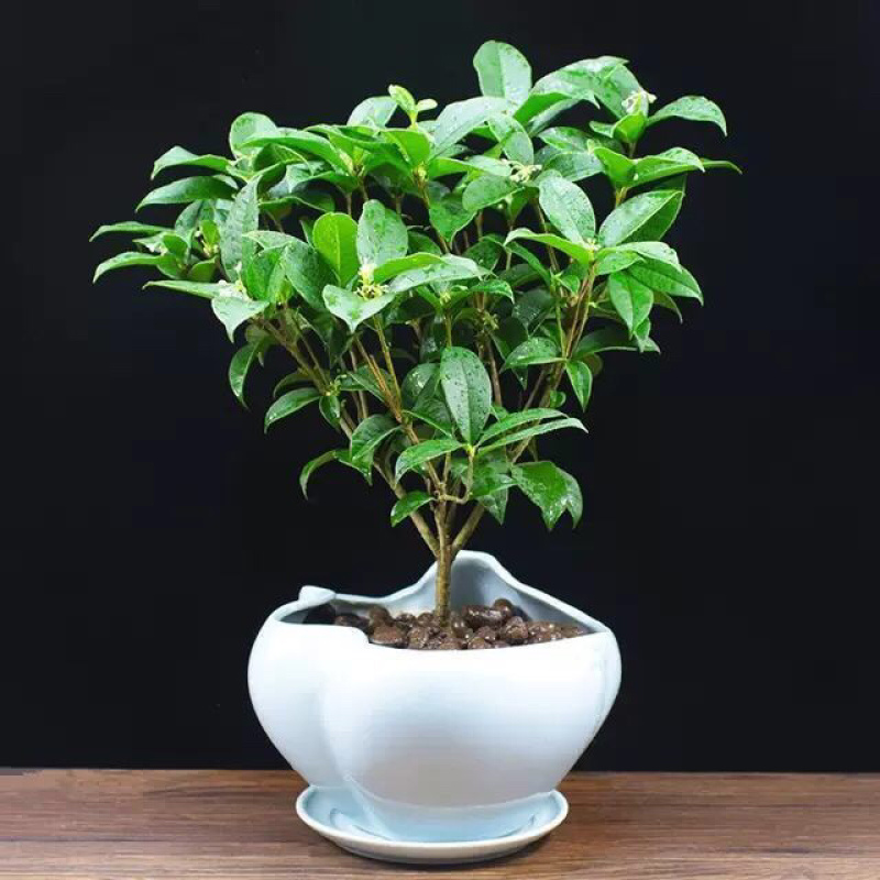 桂花树苗盆栽客厅庭院四季开花浓香型盆景室内外绿植花卉好养