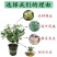 桂花树苗盆栽客厅庭院四季开花浓香型盆景室内外绿植花卉好养