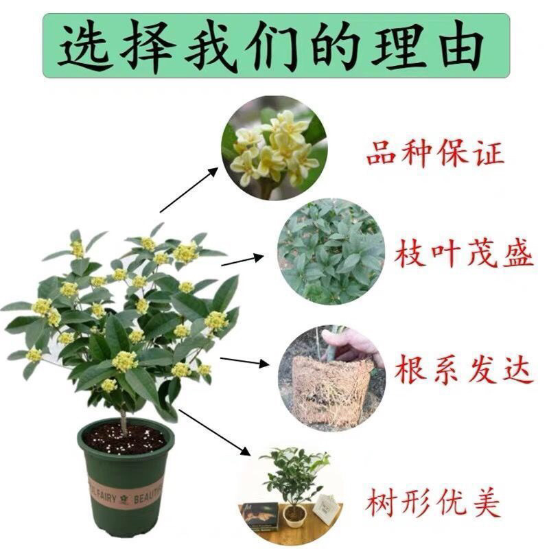 桂花树苗盆栽客厅庭院四季开花浓香型盆景室内外绿植花卉好养