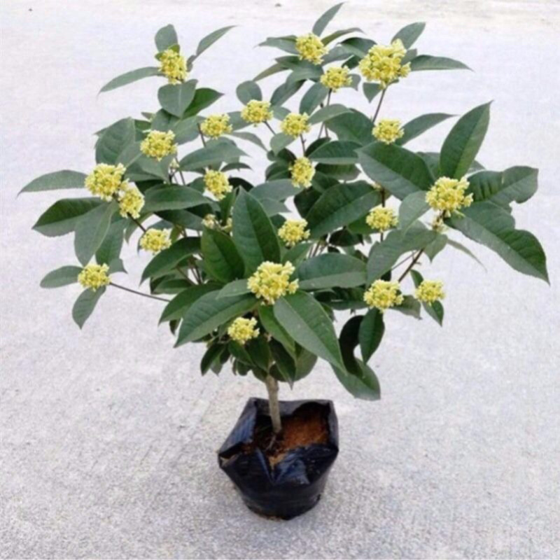 桂花树苗盆栽客厅庭院四季开花浓香型盆景室内外绿植花卉好养