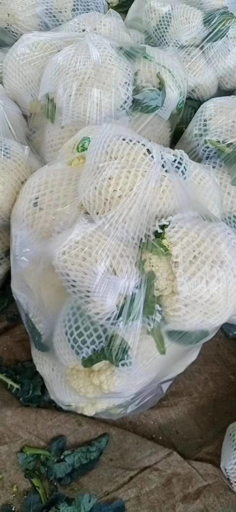 【实力商家】菜花松花有机花散花白面青梗小米粒